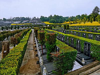 凤凰陵园规整墓区全景实景